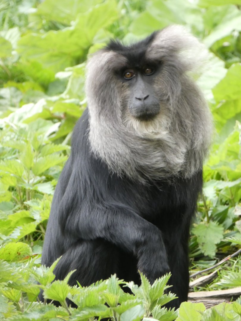 Lion-tailed Macaque