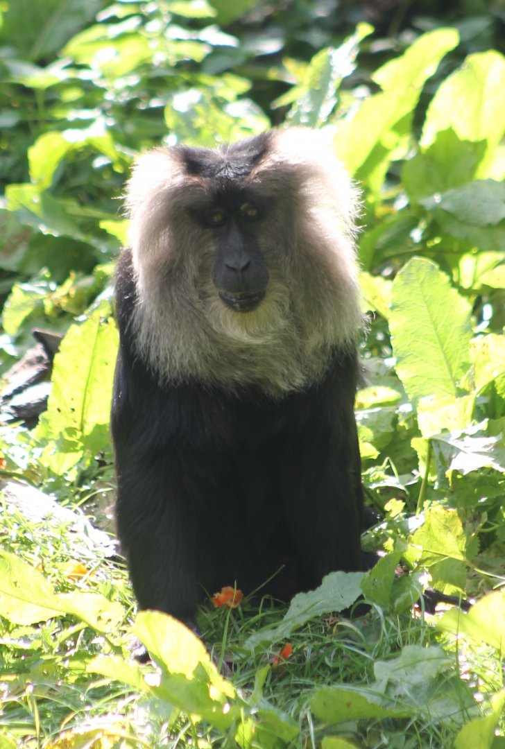 Lion-tailed macaque