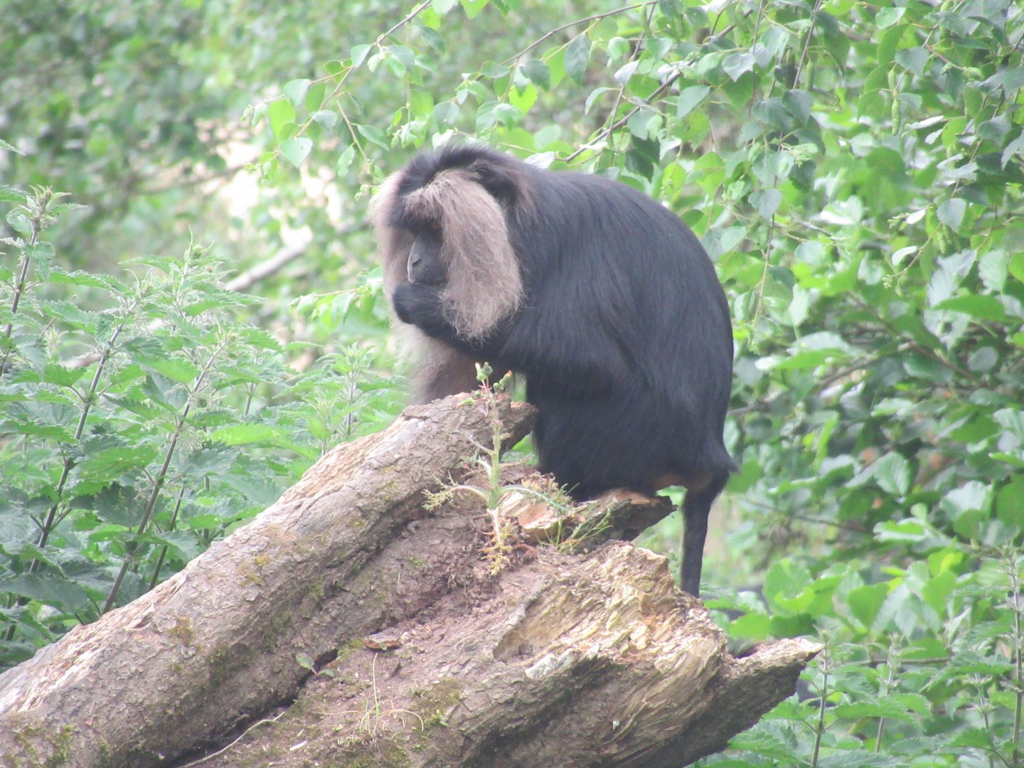 Lion-tailed macaque