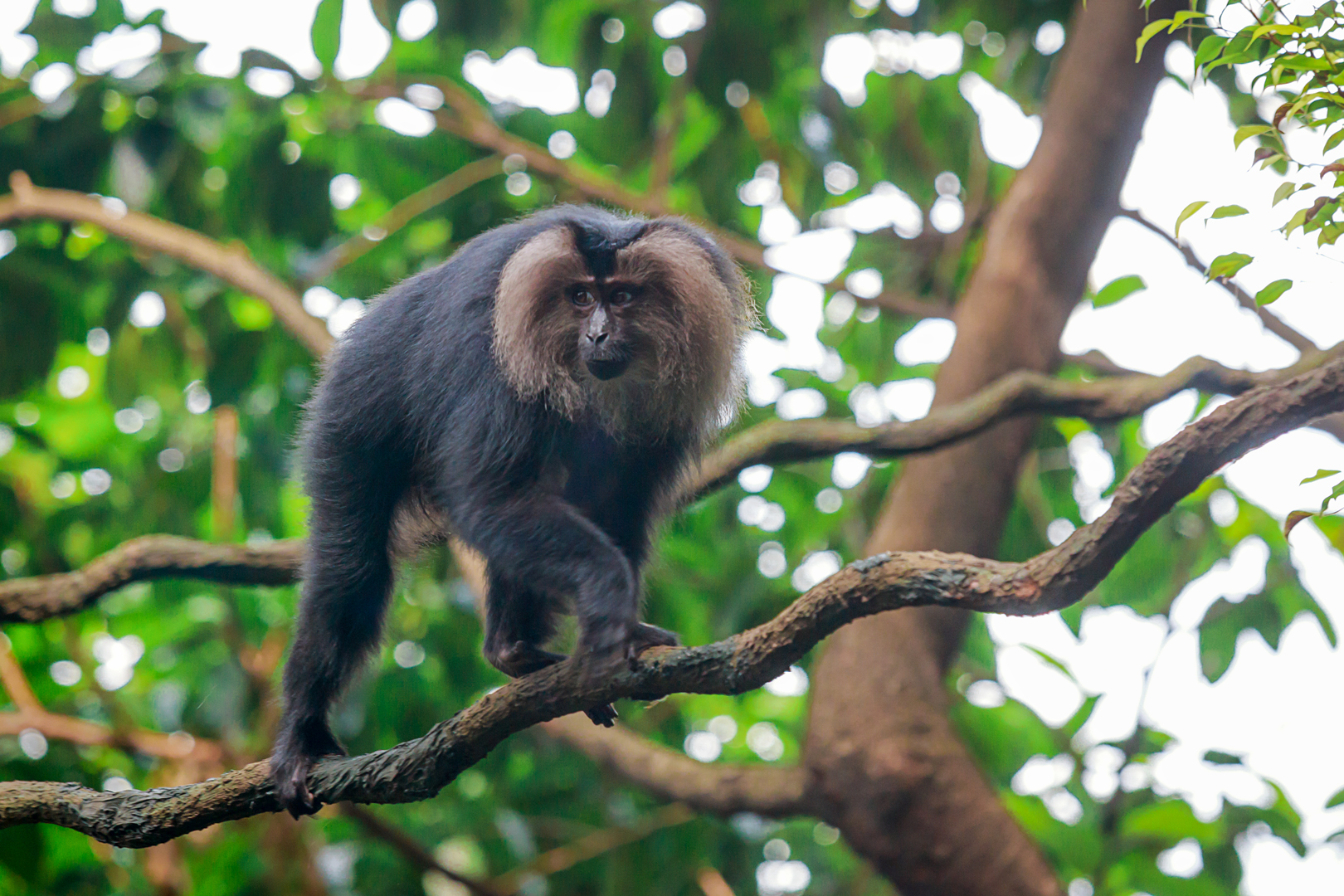 Lion-tailed macaque