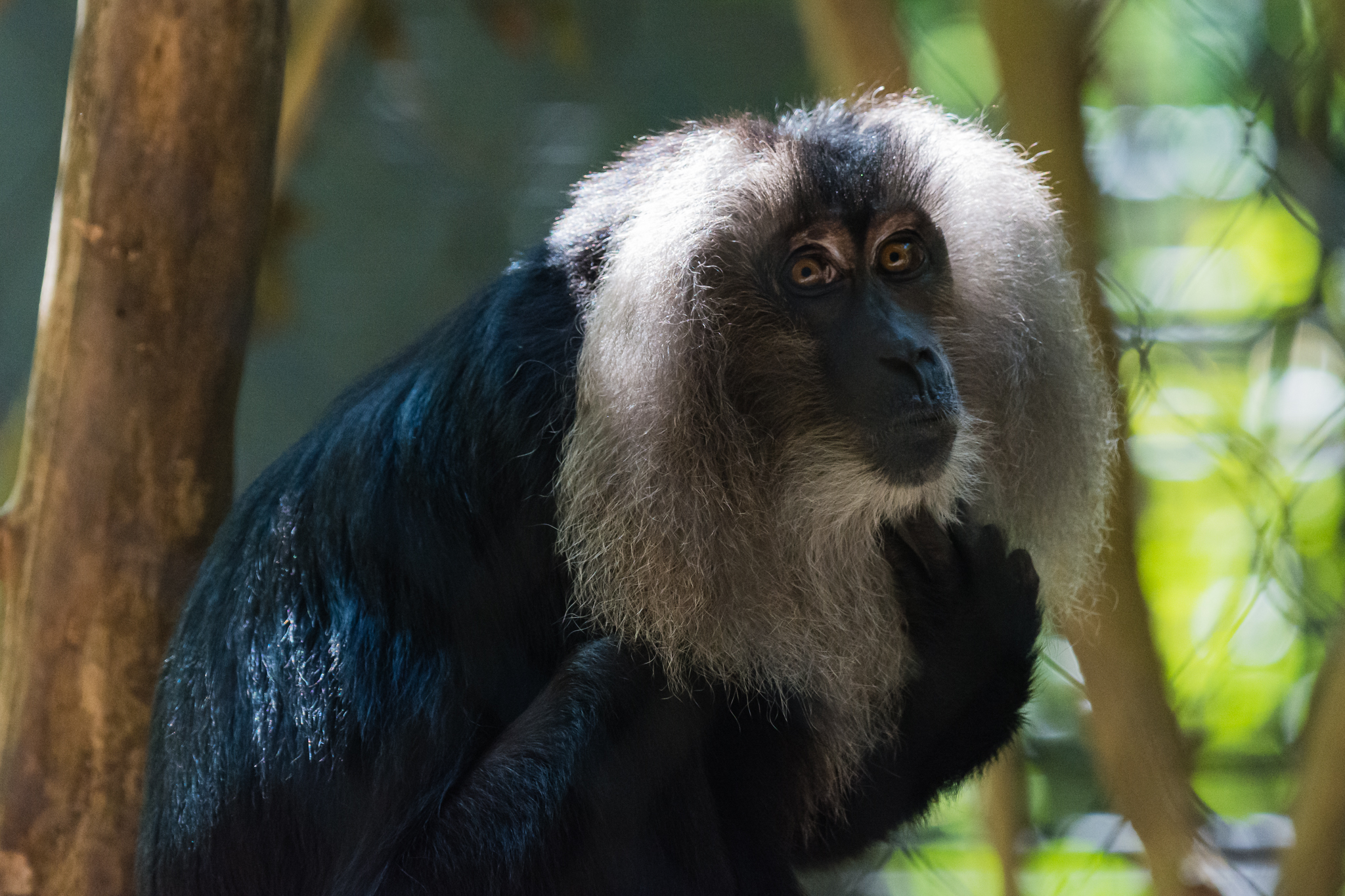 Lion-tailed macaque