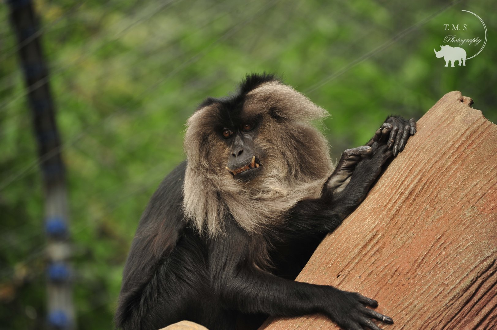Lion Tailed Macaque