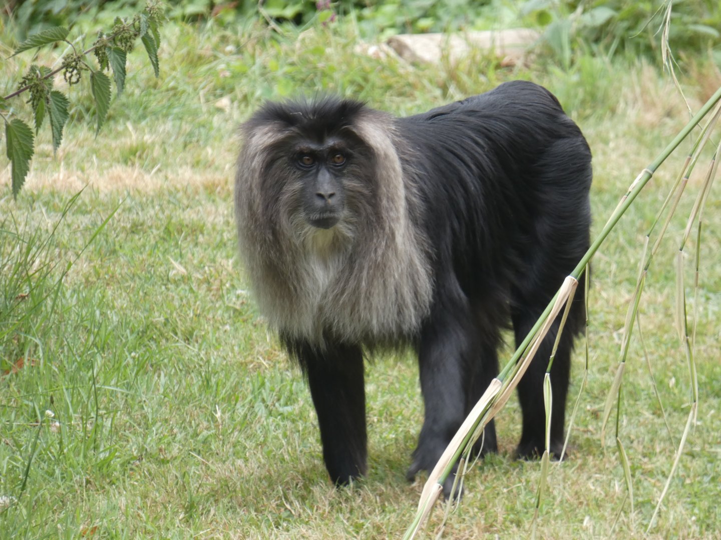 Lion-tailed Macaque
