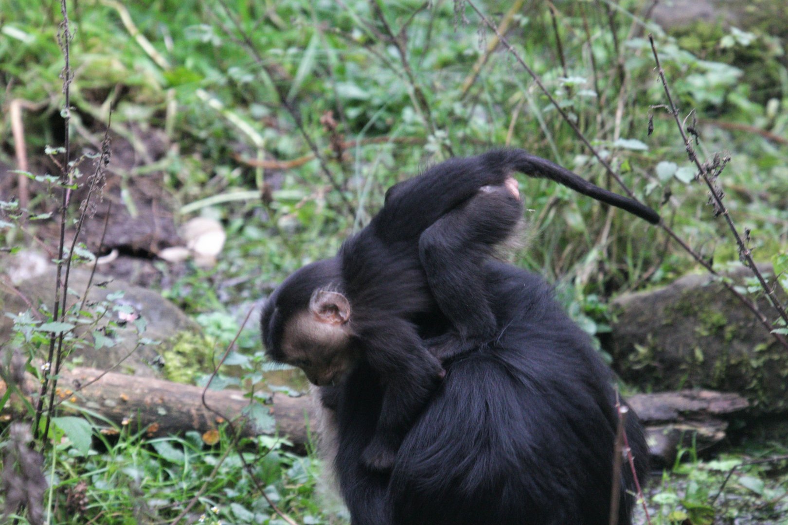 Lion-tailed macaque