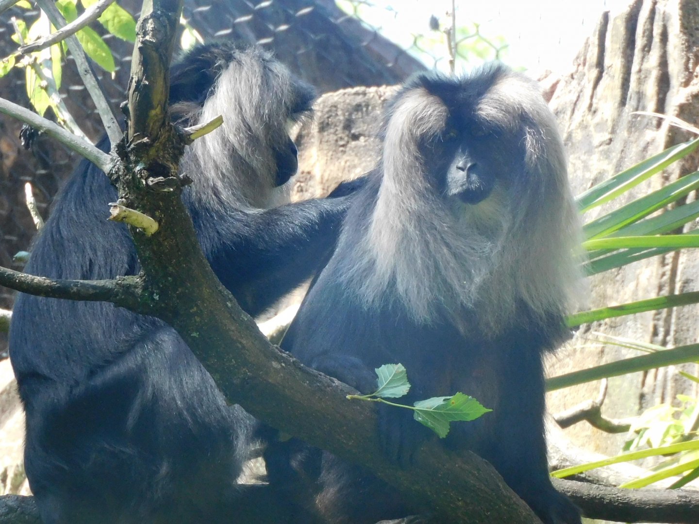 lion tailed macaque