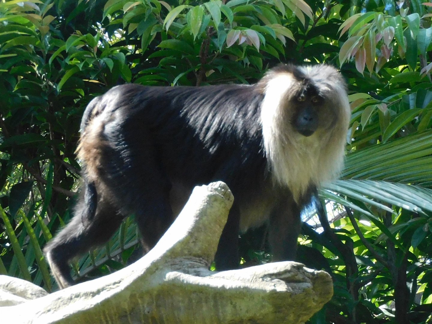 lion tailed macaque