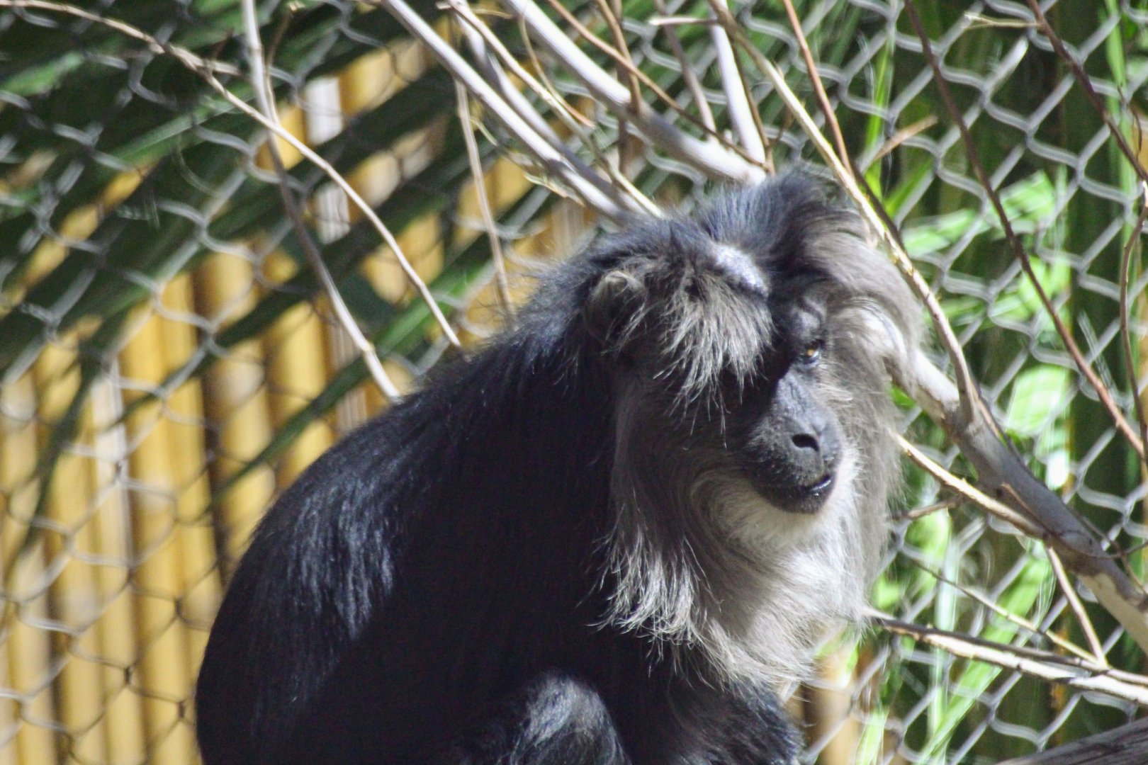 Lion-tailed Macaque