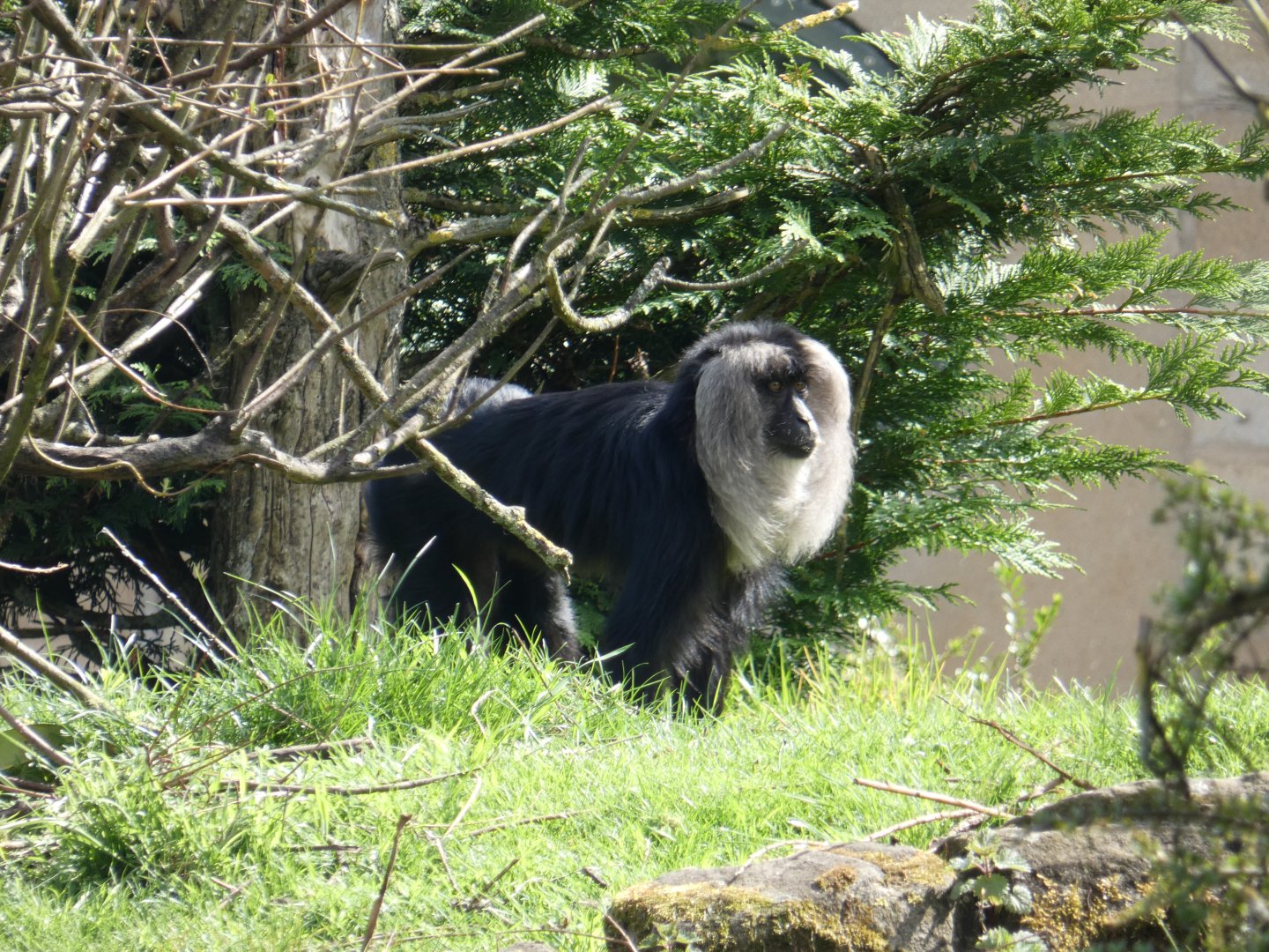 Lion-tailed macaque