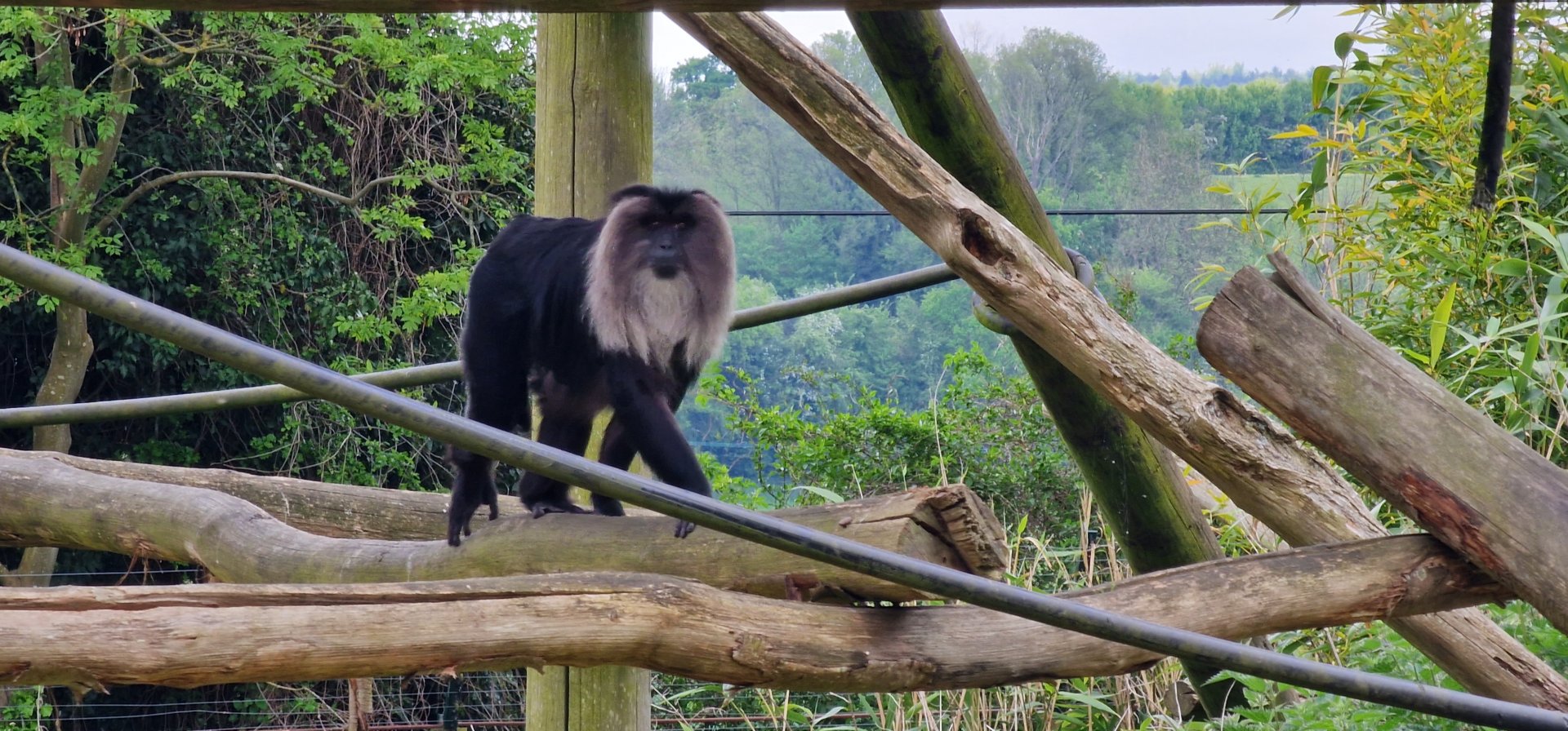 Lion tailed macaque
