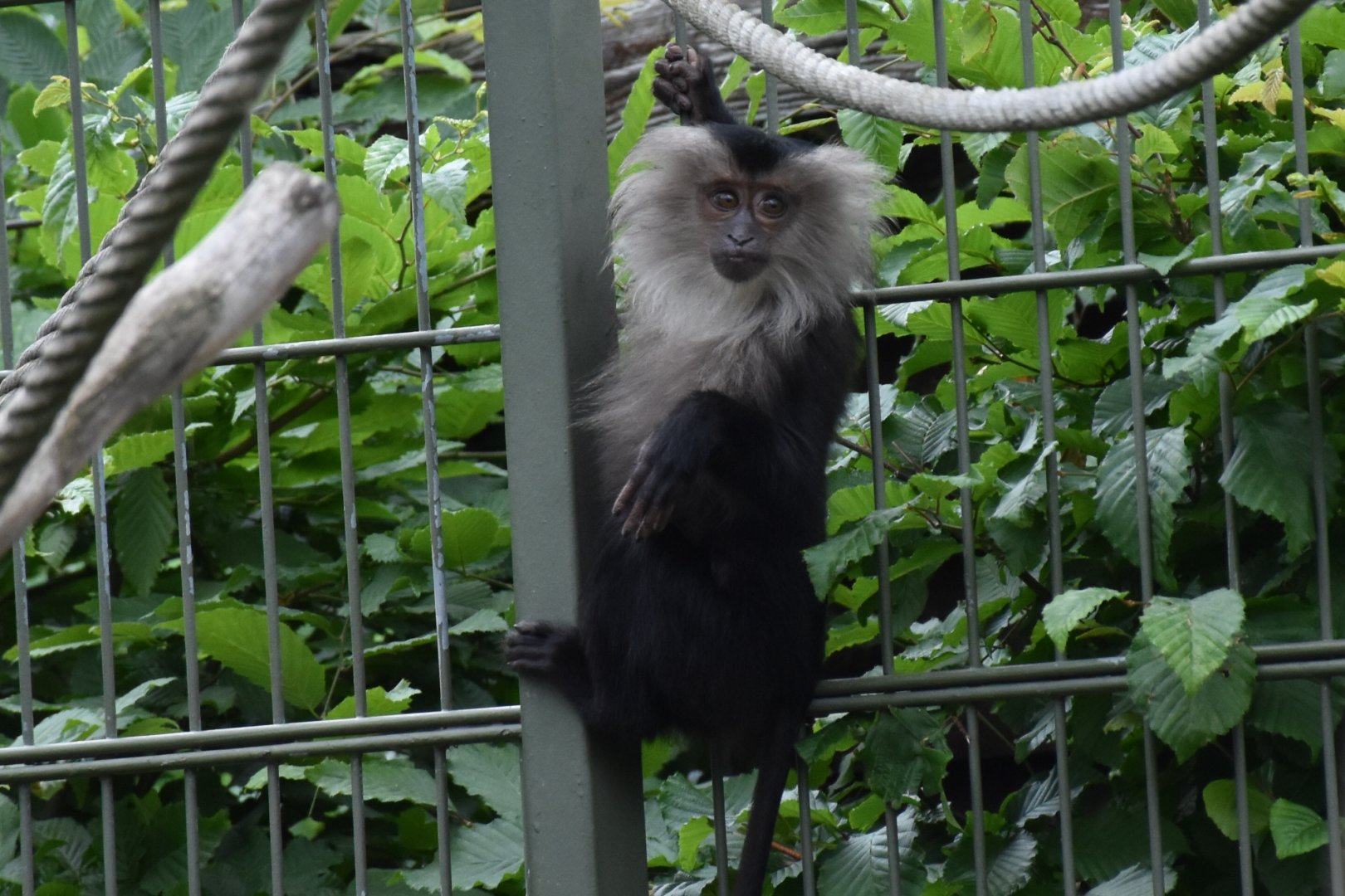 Lion-tailed macaque