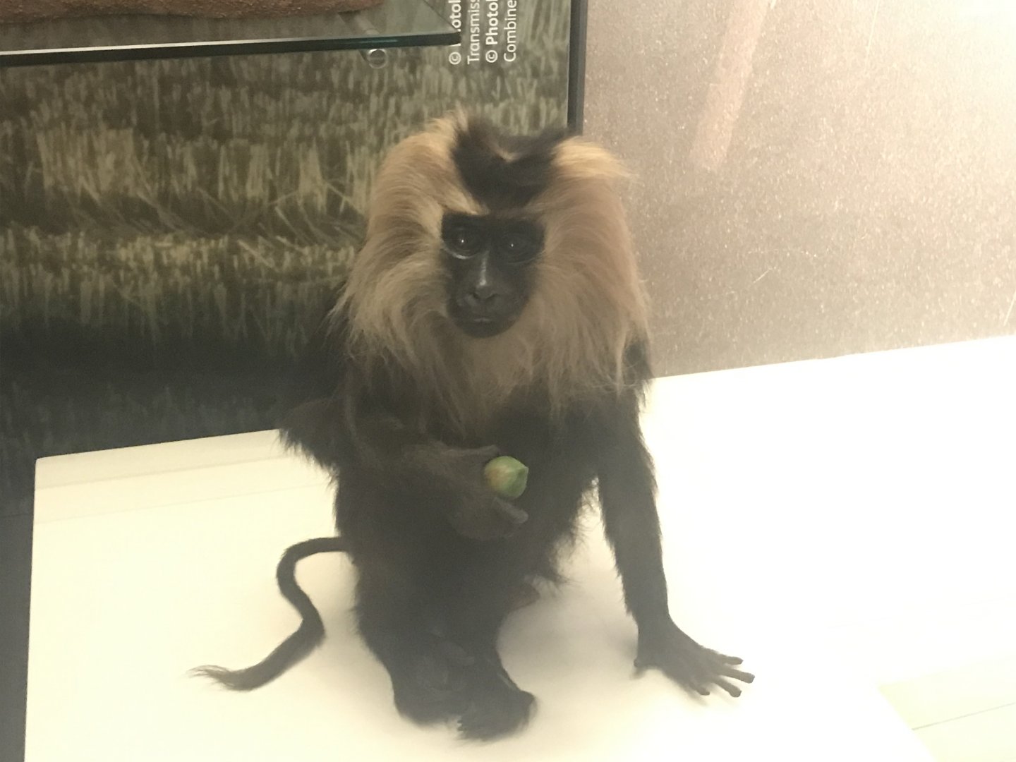 Lion- tailed macaque