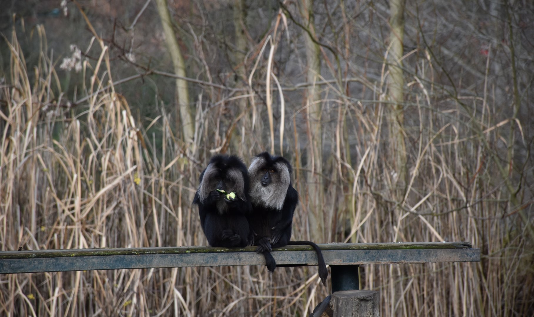 Lion-tailed macaque