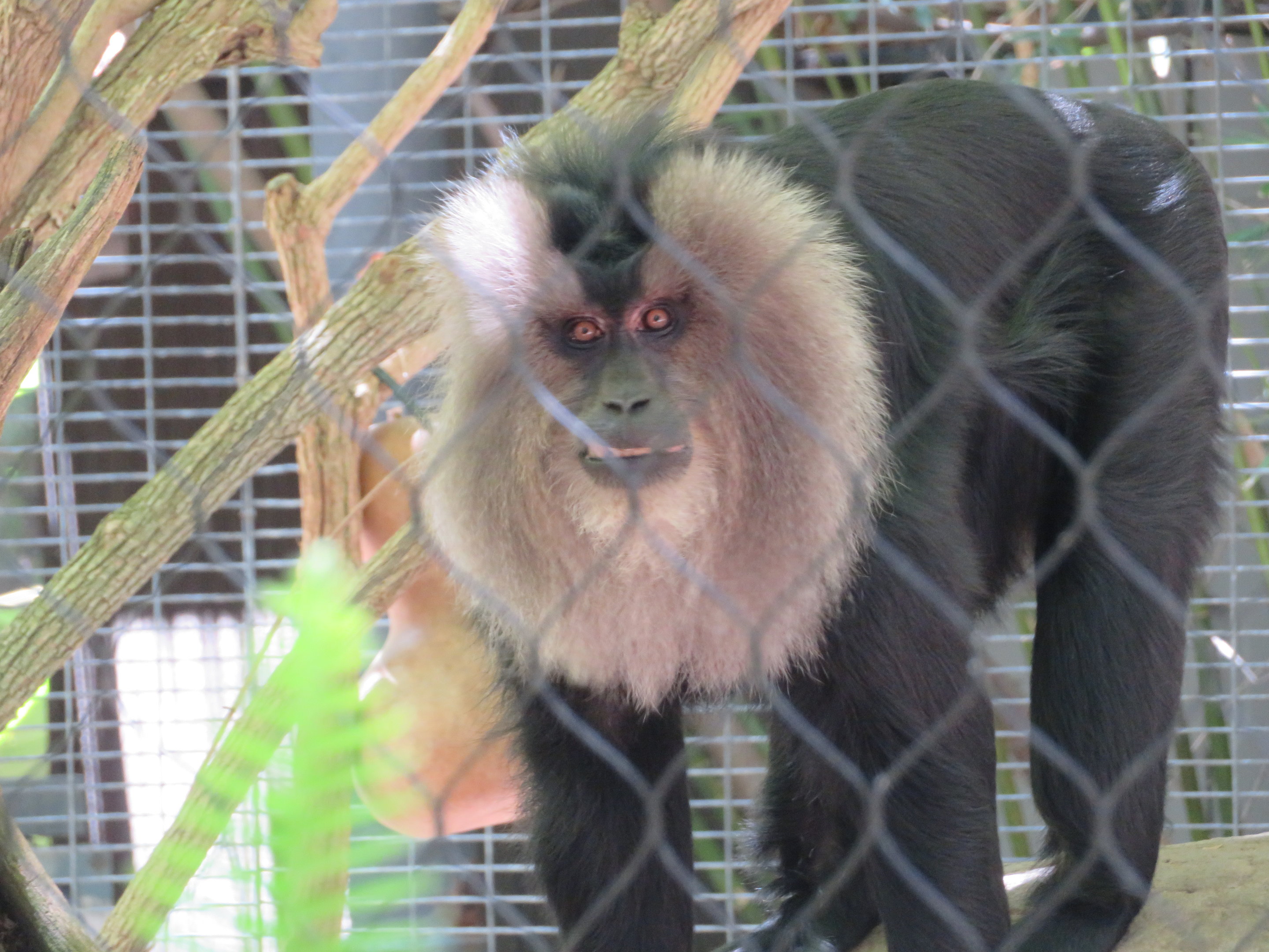Lion-tailed Macaque