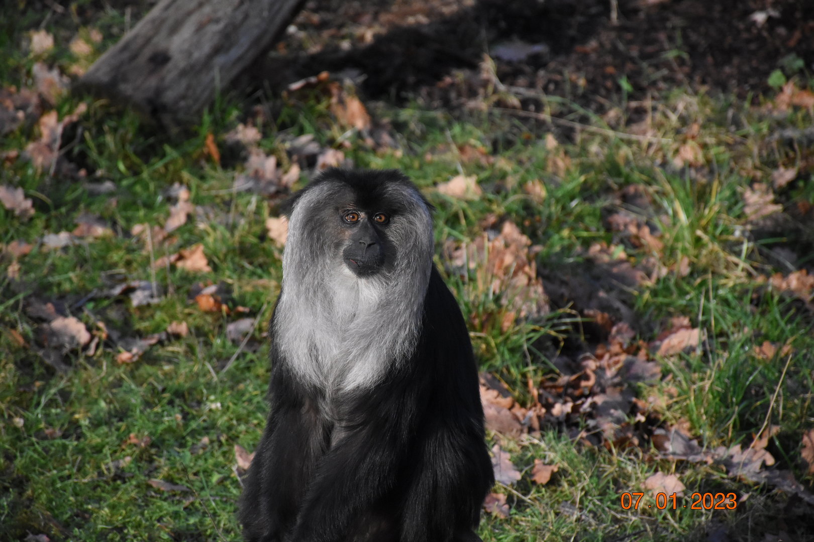 Lion-tailed macaque