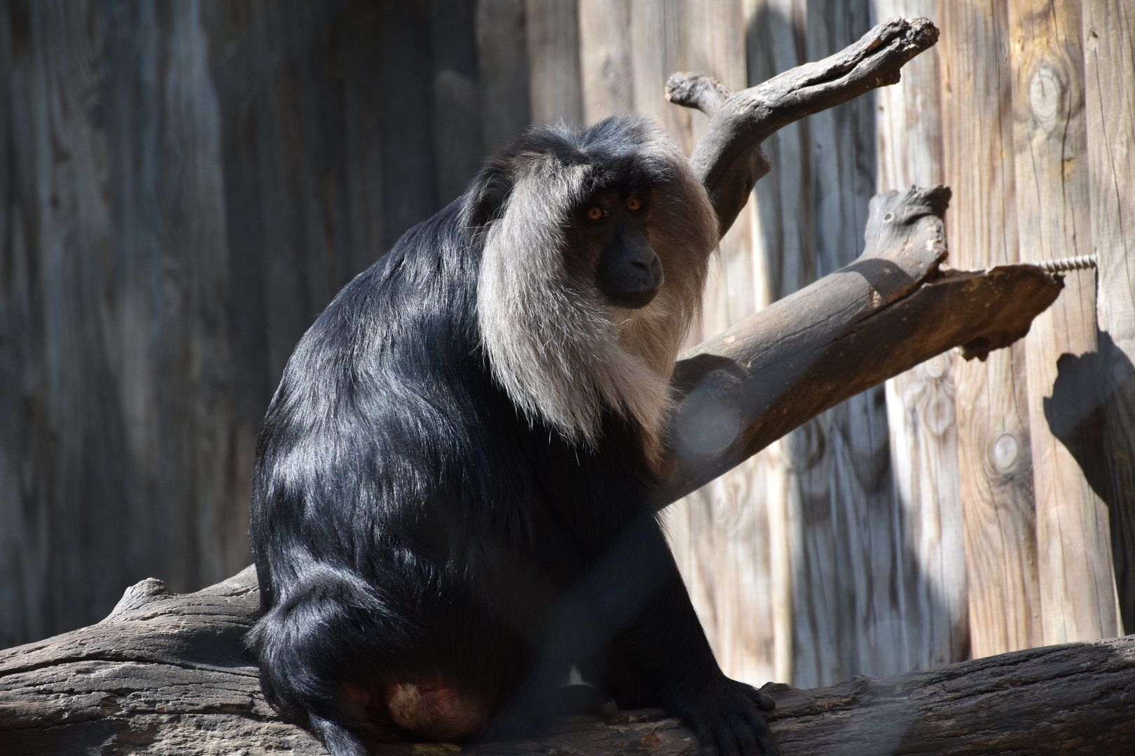 Lion-tailed macaque