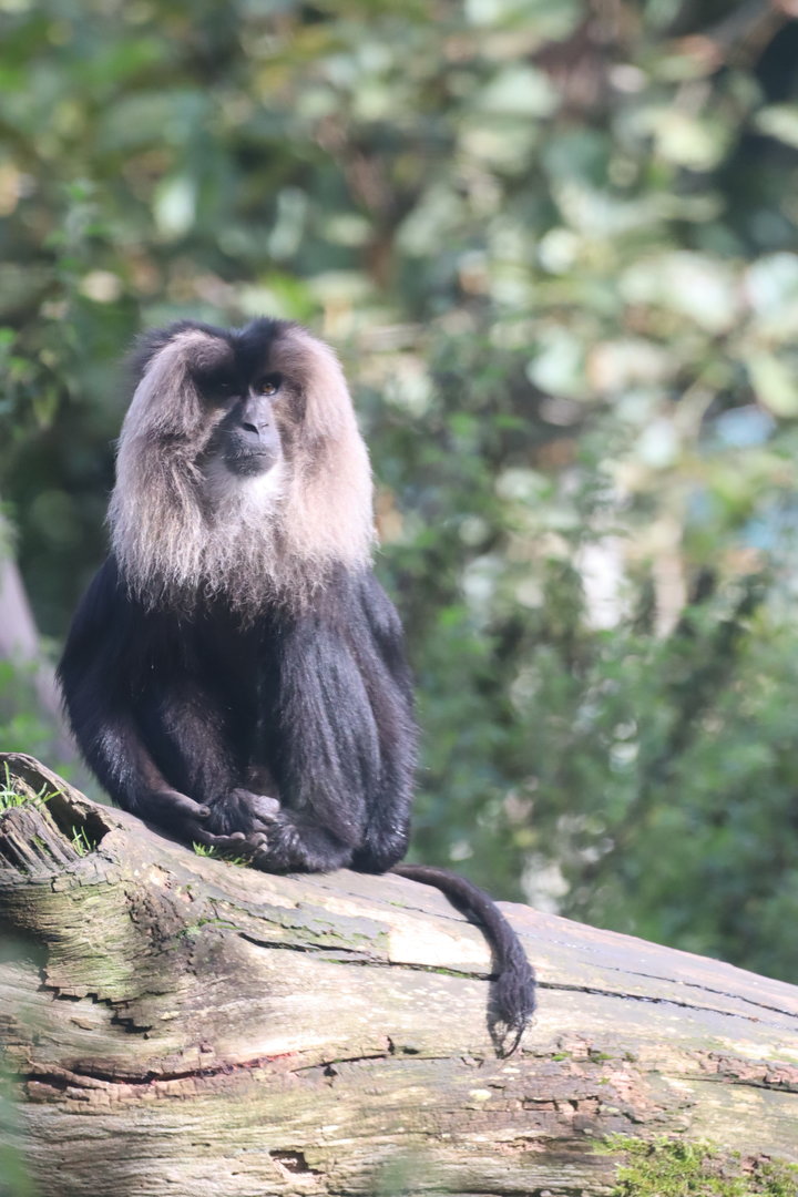 Lion-tailed Macaque
