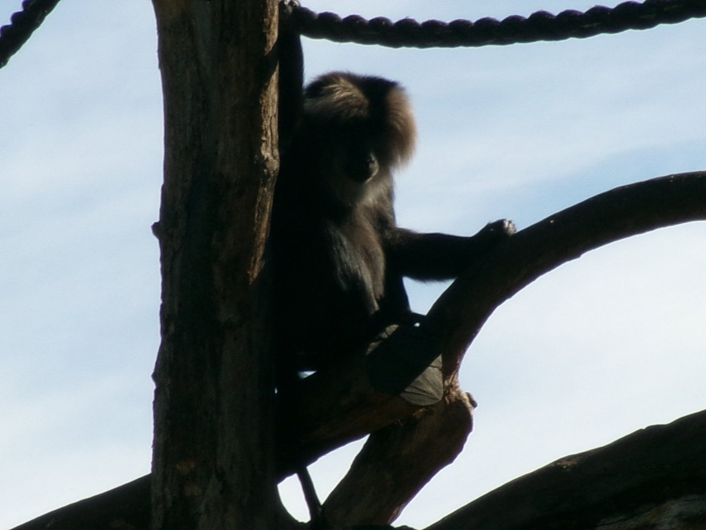 Lion-tailed macaque