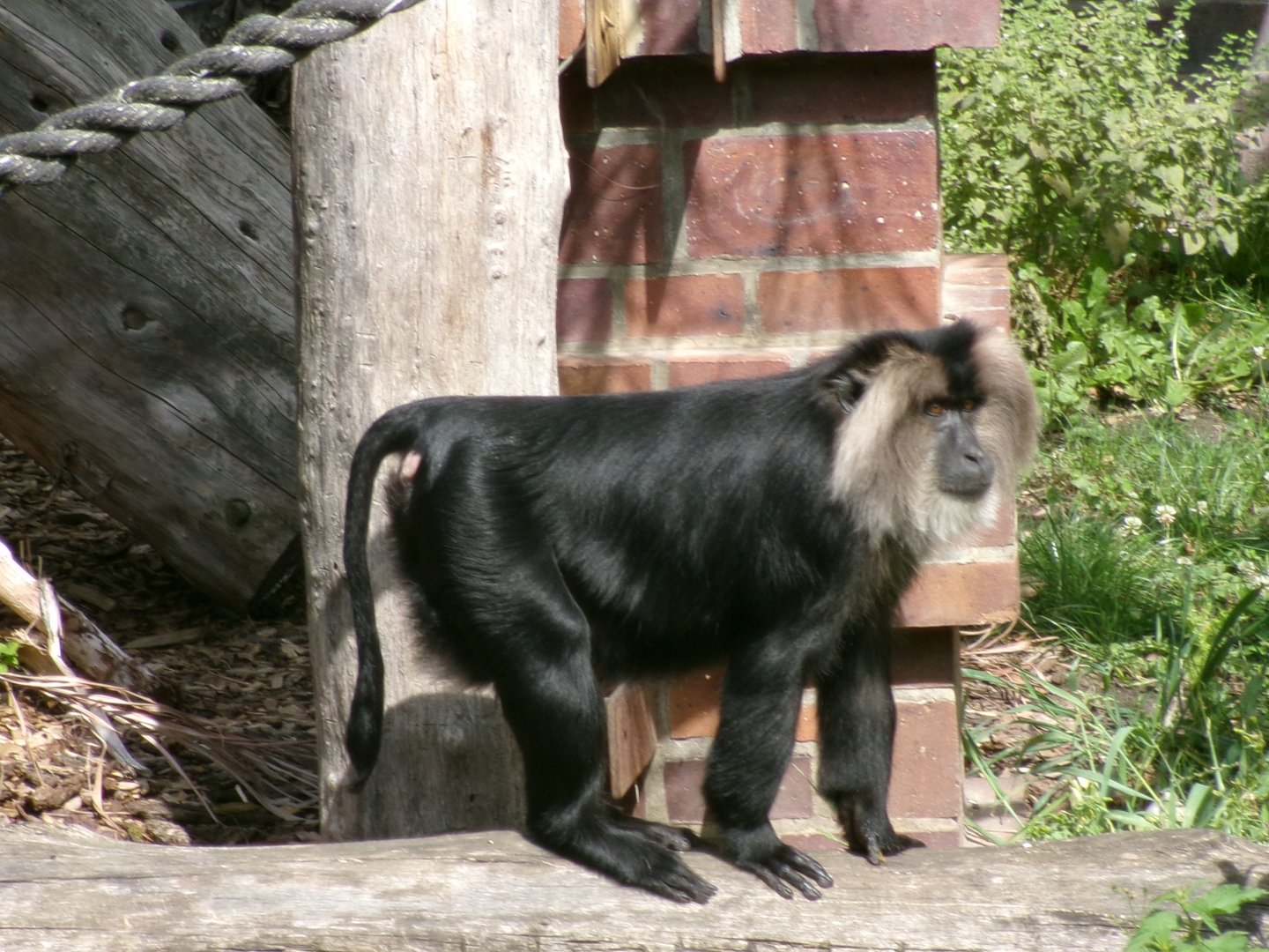 Lion-tailed macaque