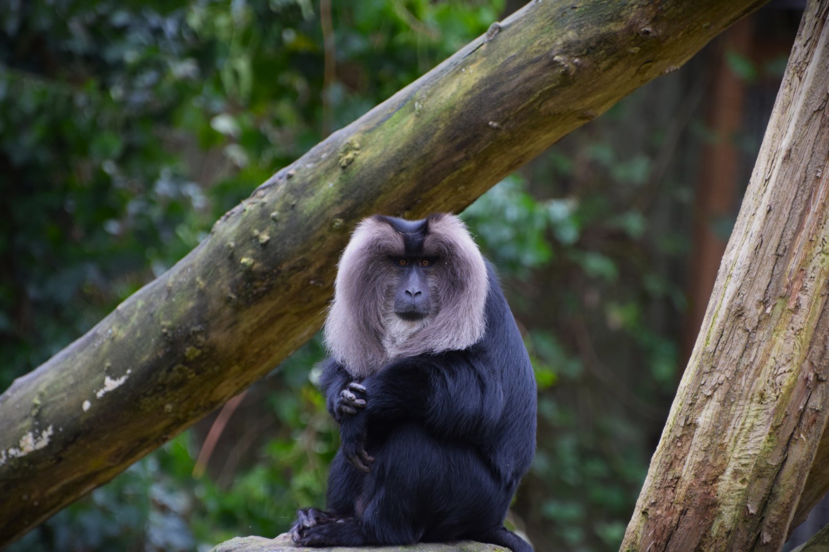 Lion-tailed macaque