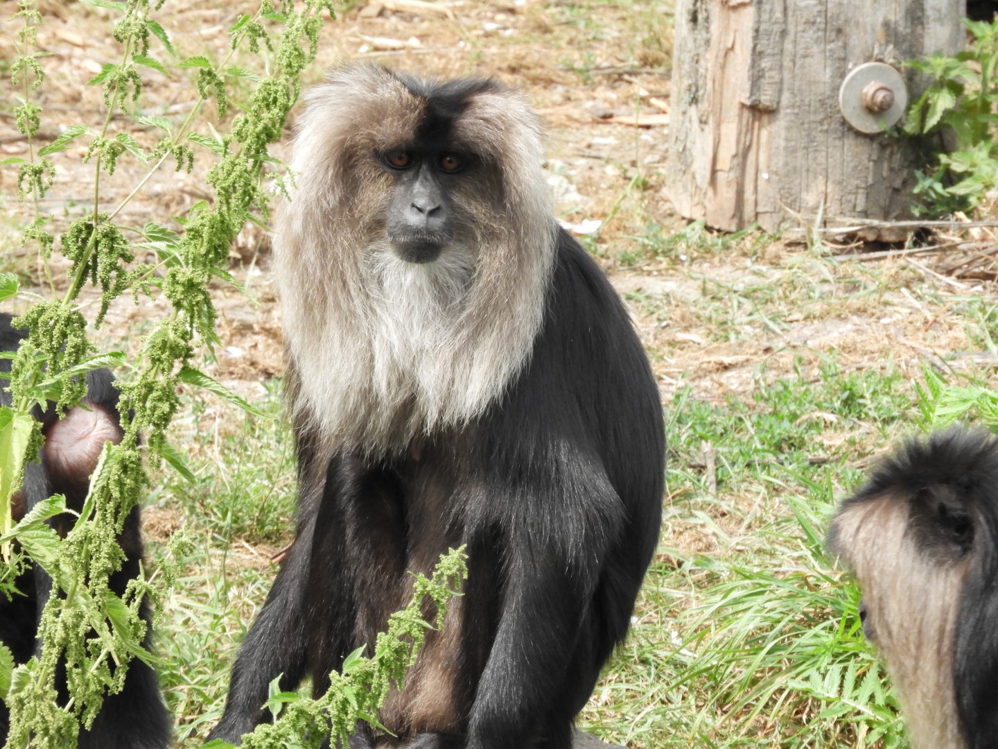Lion-tailed macaque