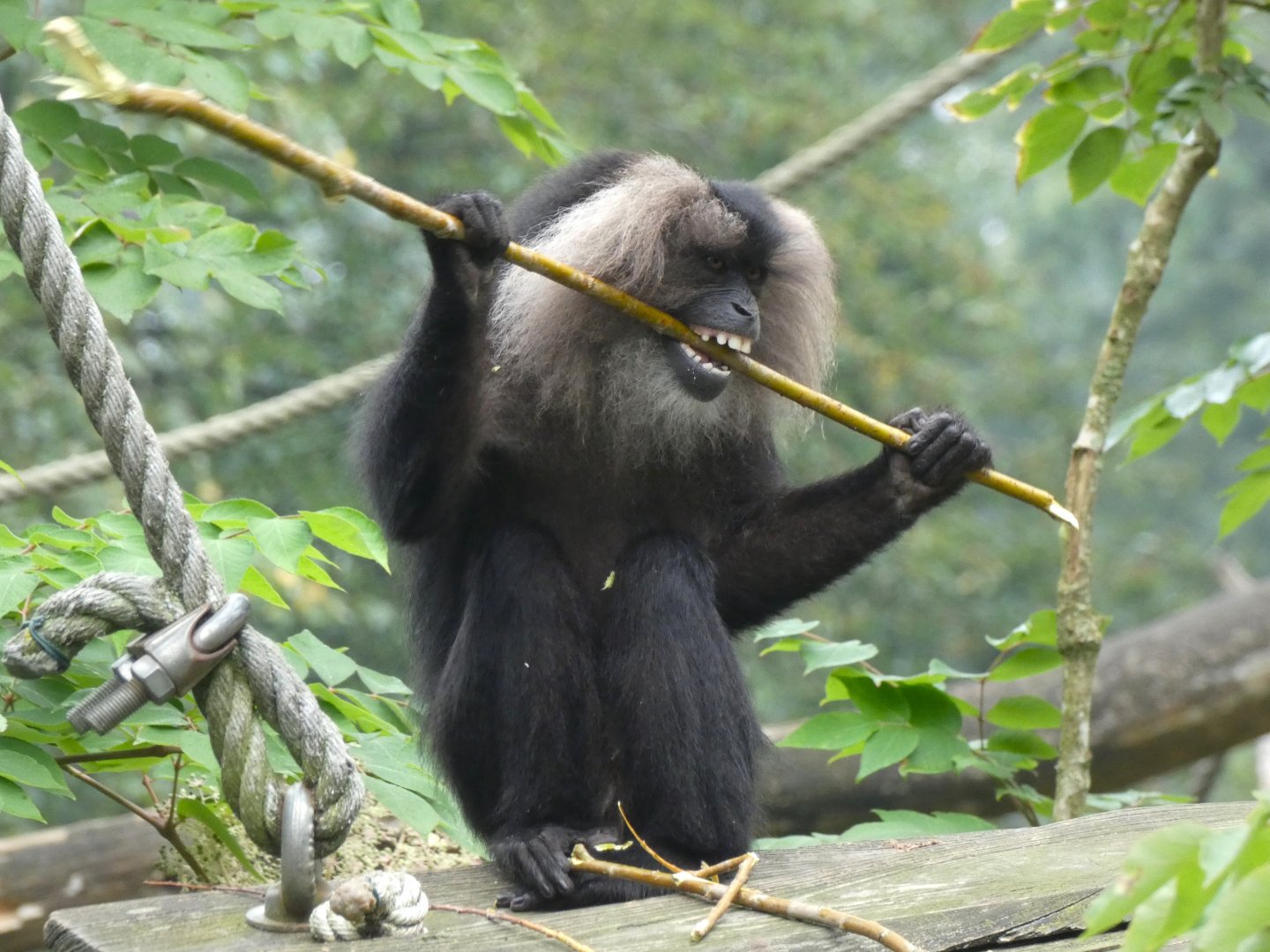 Lion-Tailed Macaque