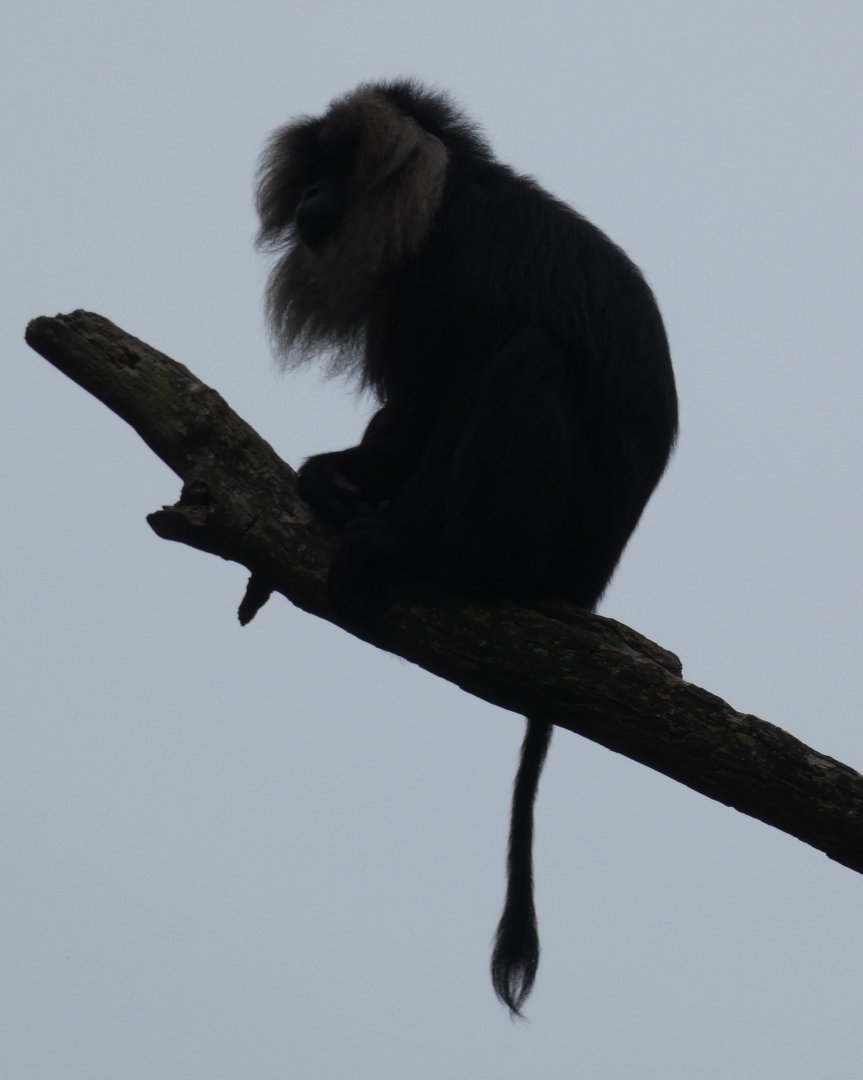 Lion-Tailed Macaque