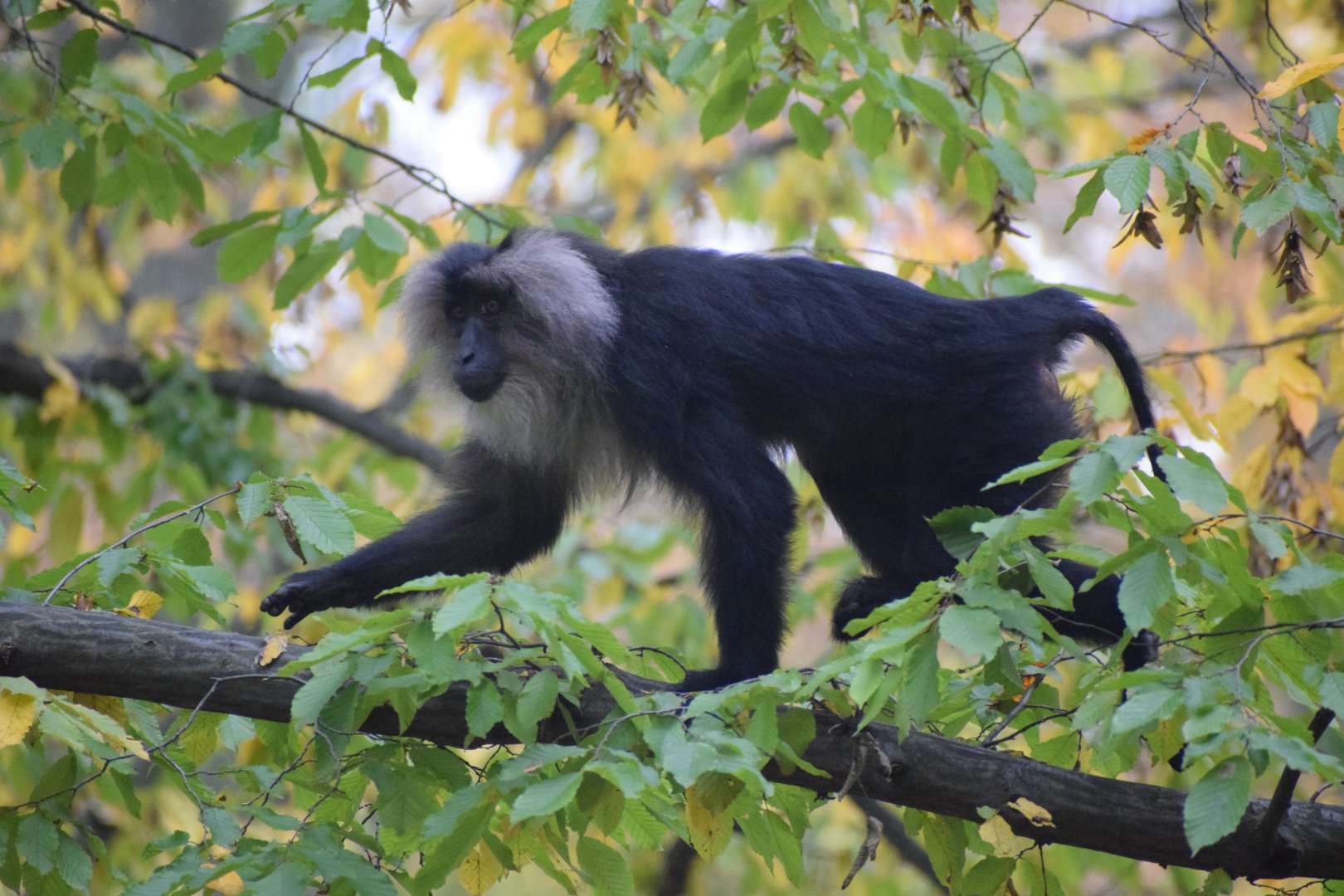 Lion-tailed macaque