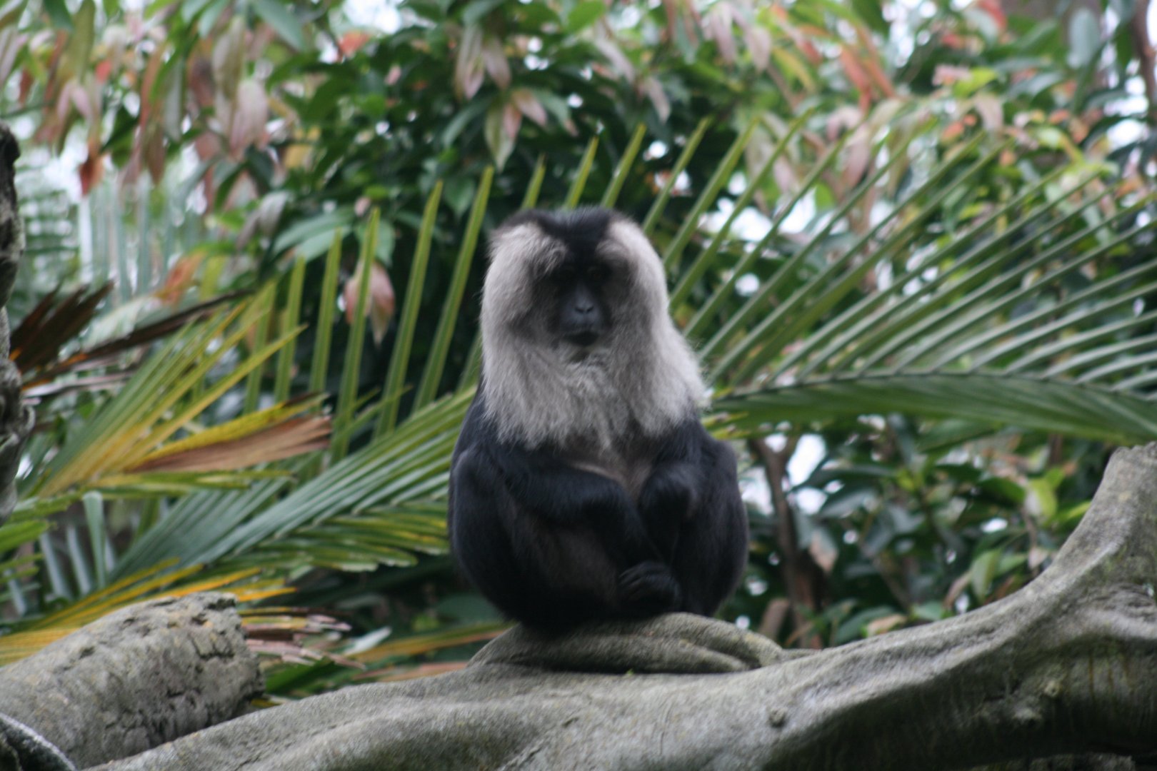 Lion Tailed Macaque