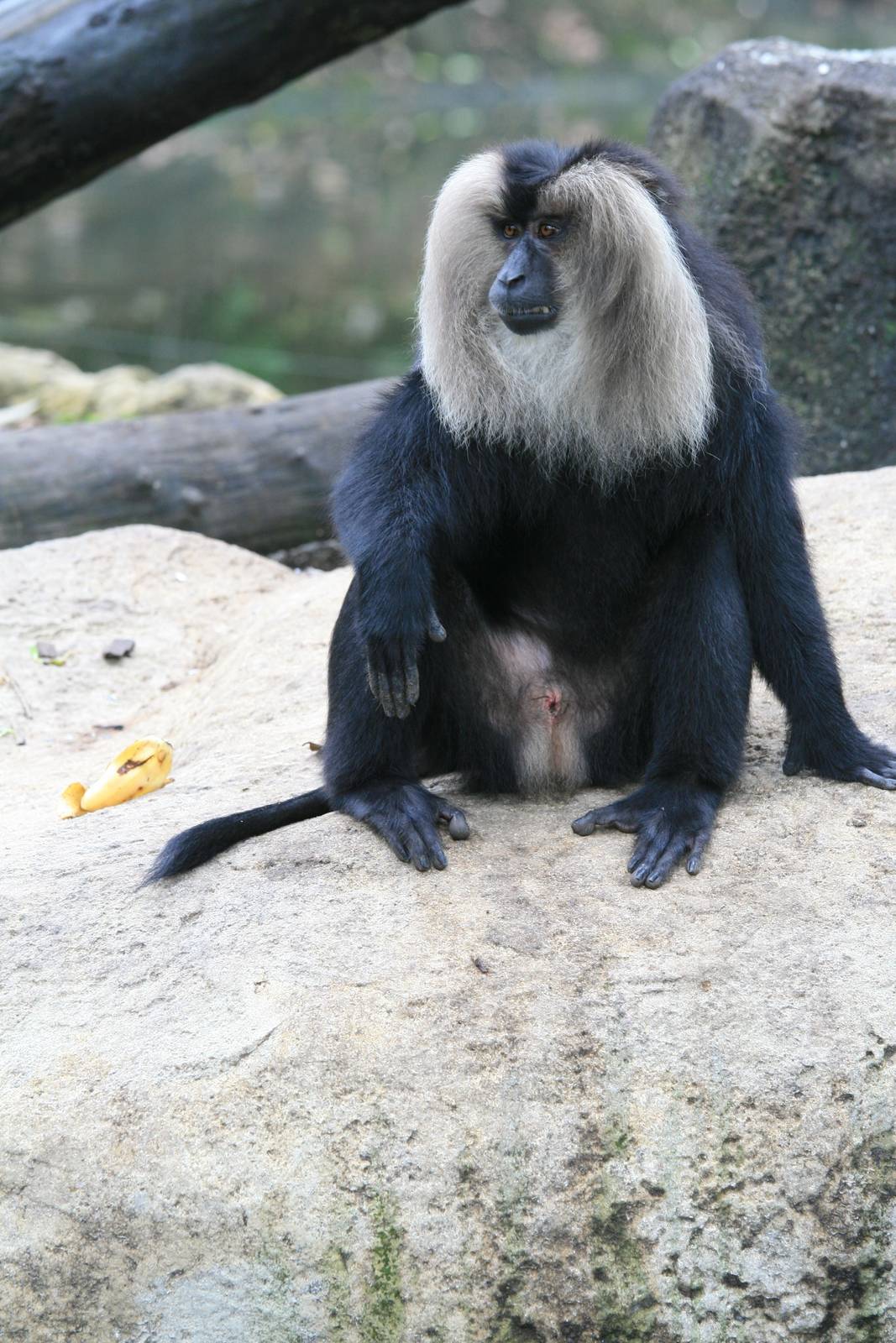 Lion-tailed macaque