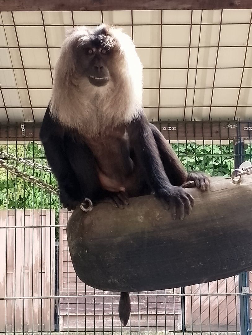 Lion-tailed macaque