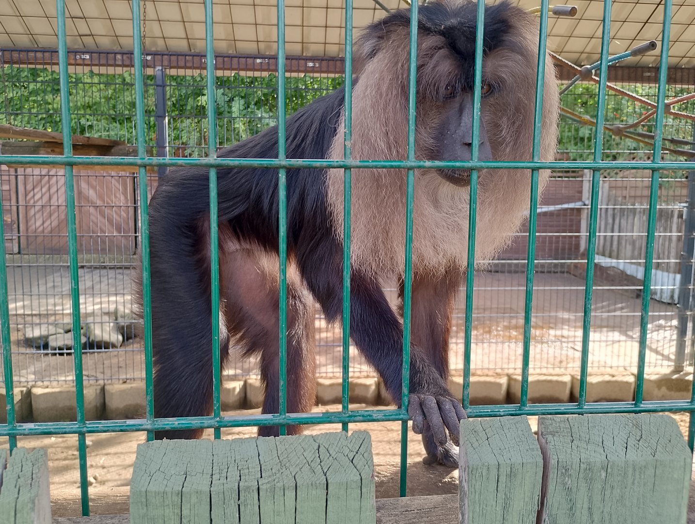 Lion-tailed macaque