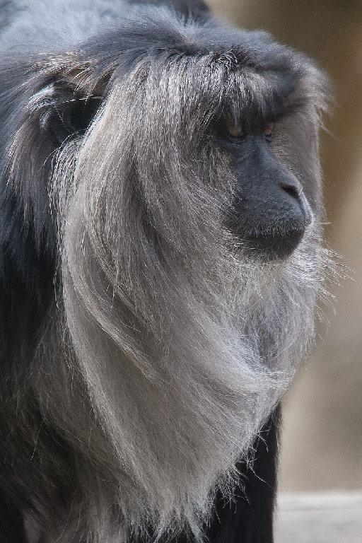 Lion Tailed Macaque