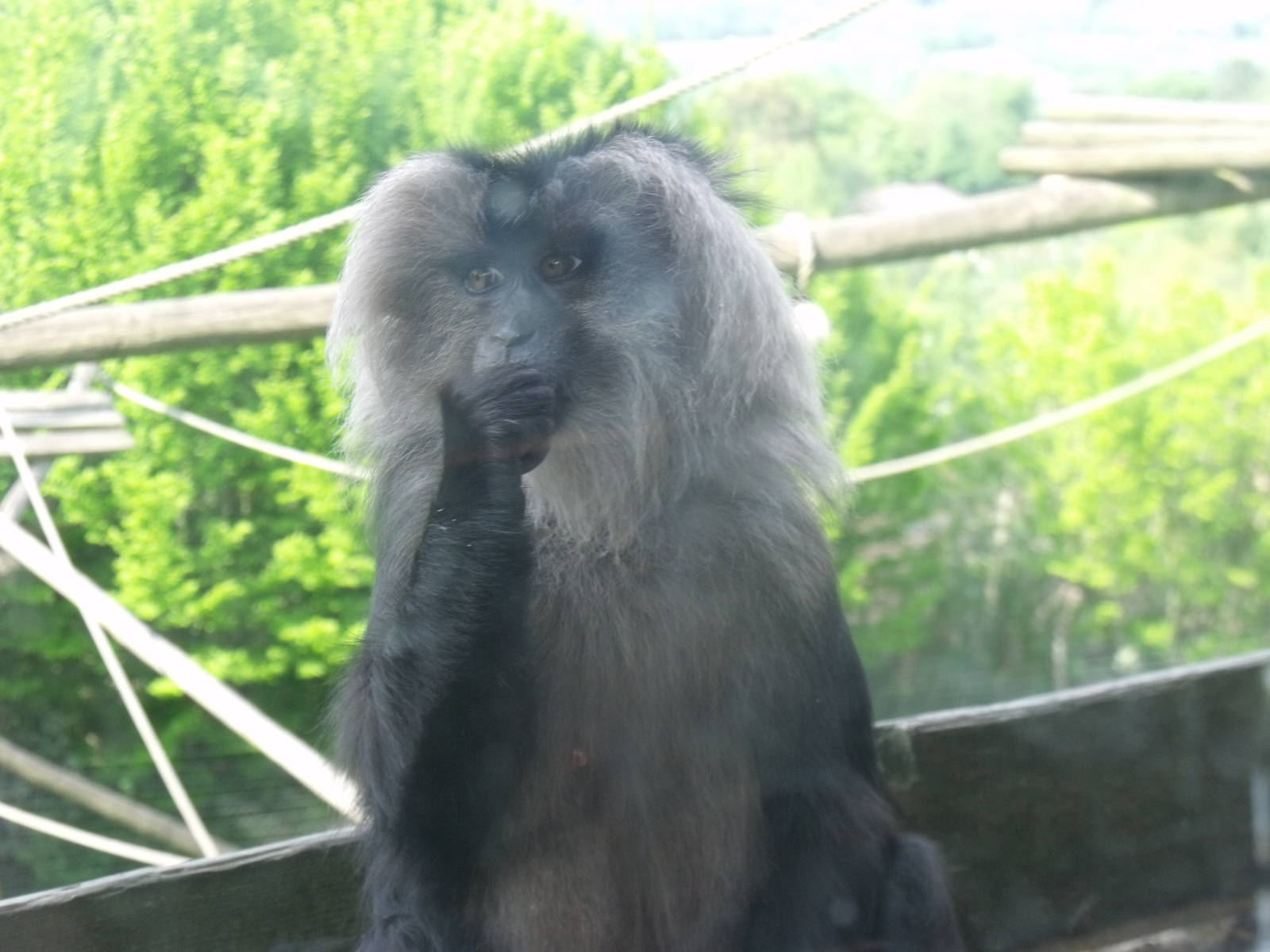 Lion-tailed Macaque