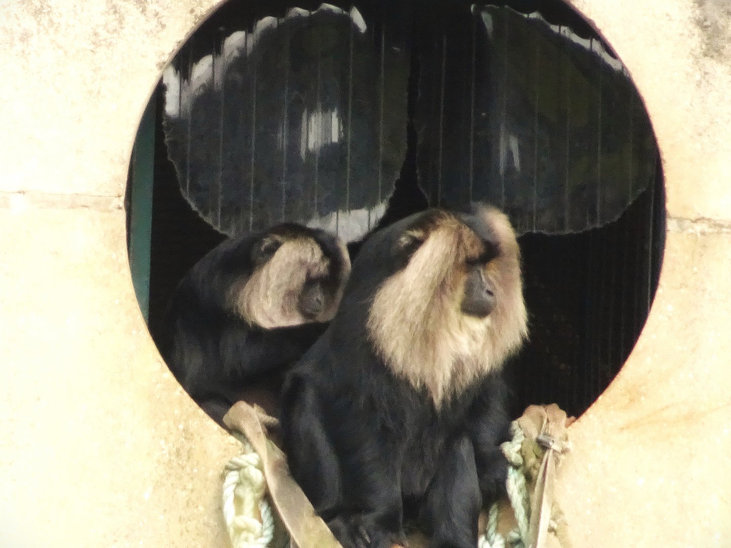 Lion Tailed Macaques 16 August 2025