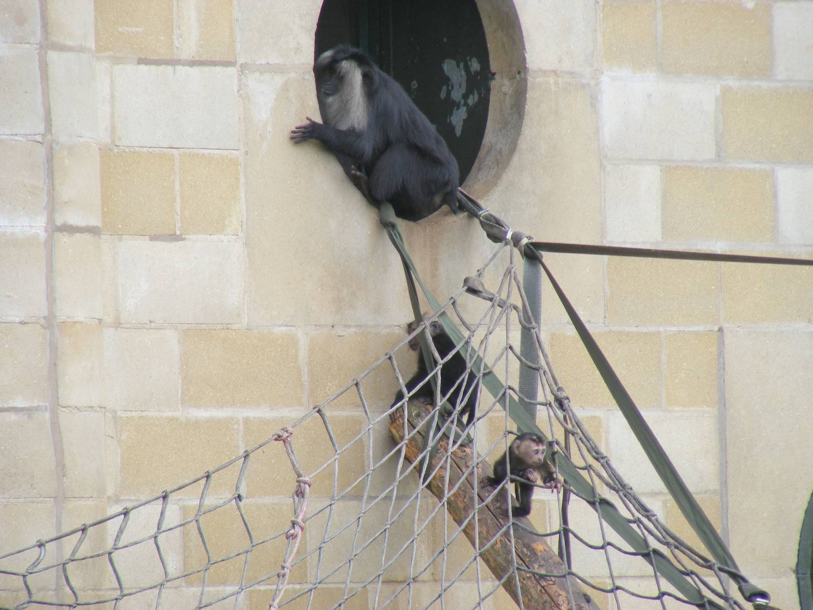 Lion-tailed macaques at Chester Zoo, 15 June 2011