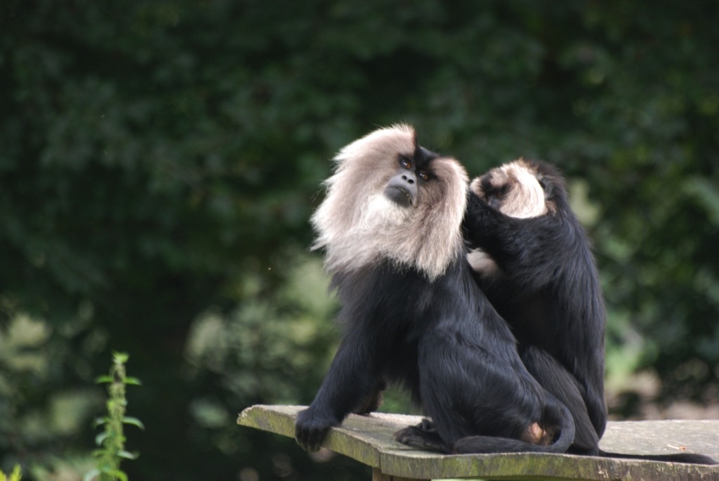 Lion-tailed Macaques at Howletts, 30/08/14
