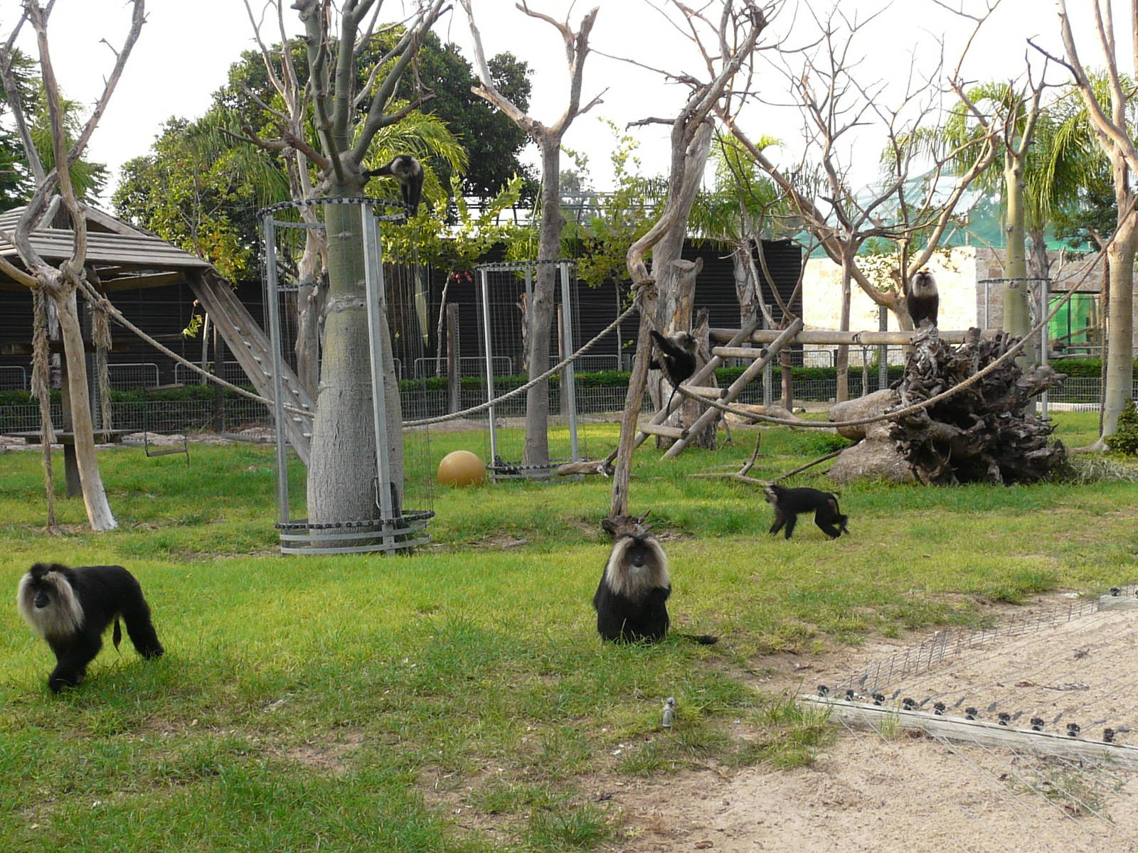 Lion-tailed macaques enclosure