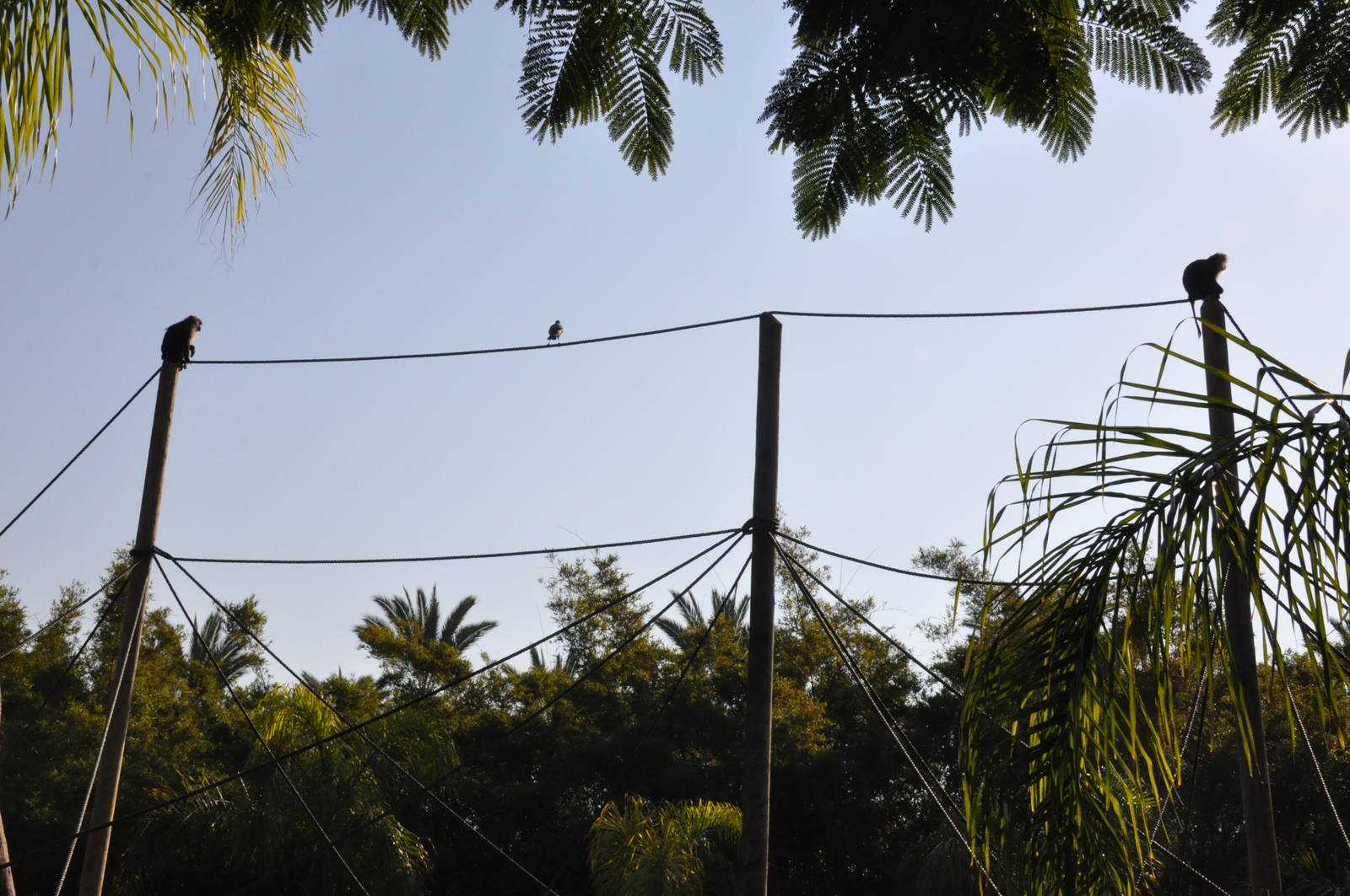 Lion-tailed macaques enclosure