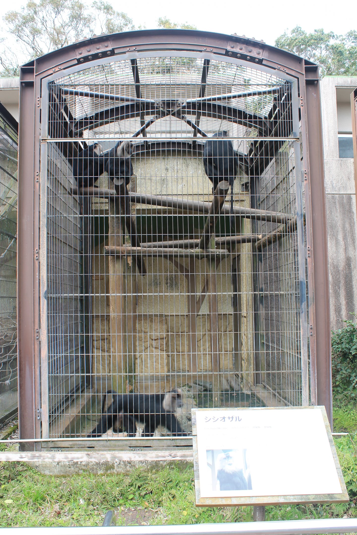 Lion-tailed Macaques - Hirakawa Zoo (Kagoshima)
