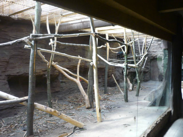 Lion-tailed Macaques Indoor Exhibit