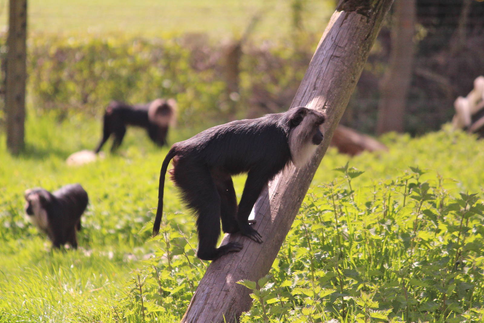 Lion-tailed macaques, May 2013