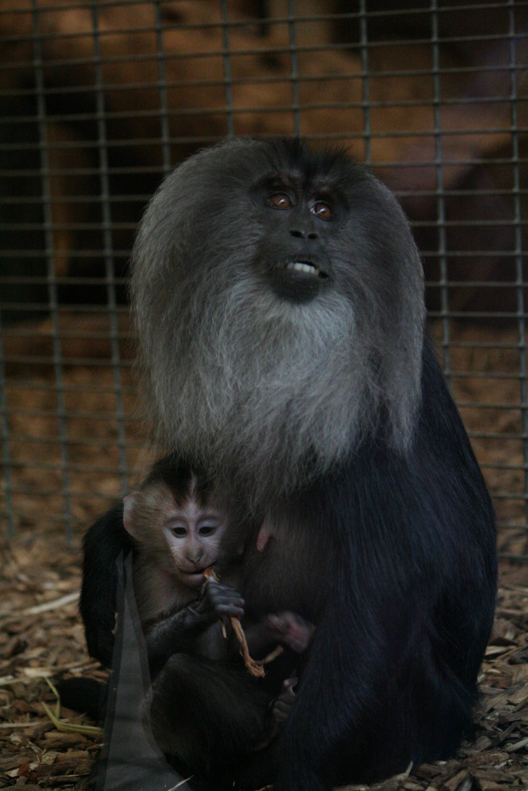 Lion-Tailed Macaques