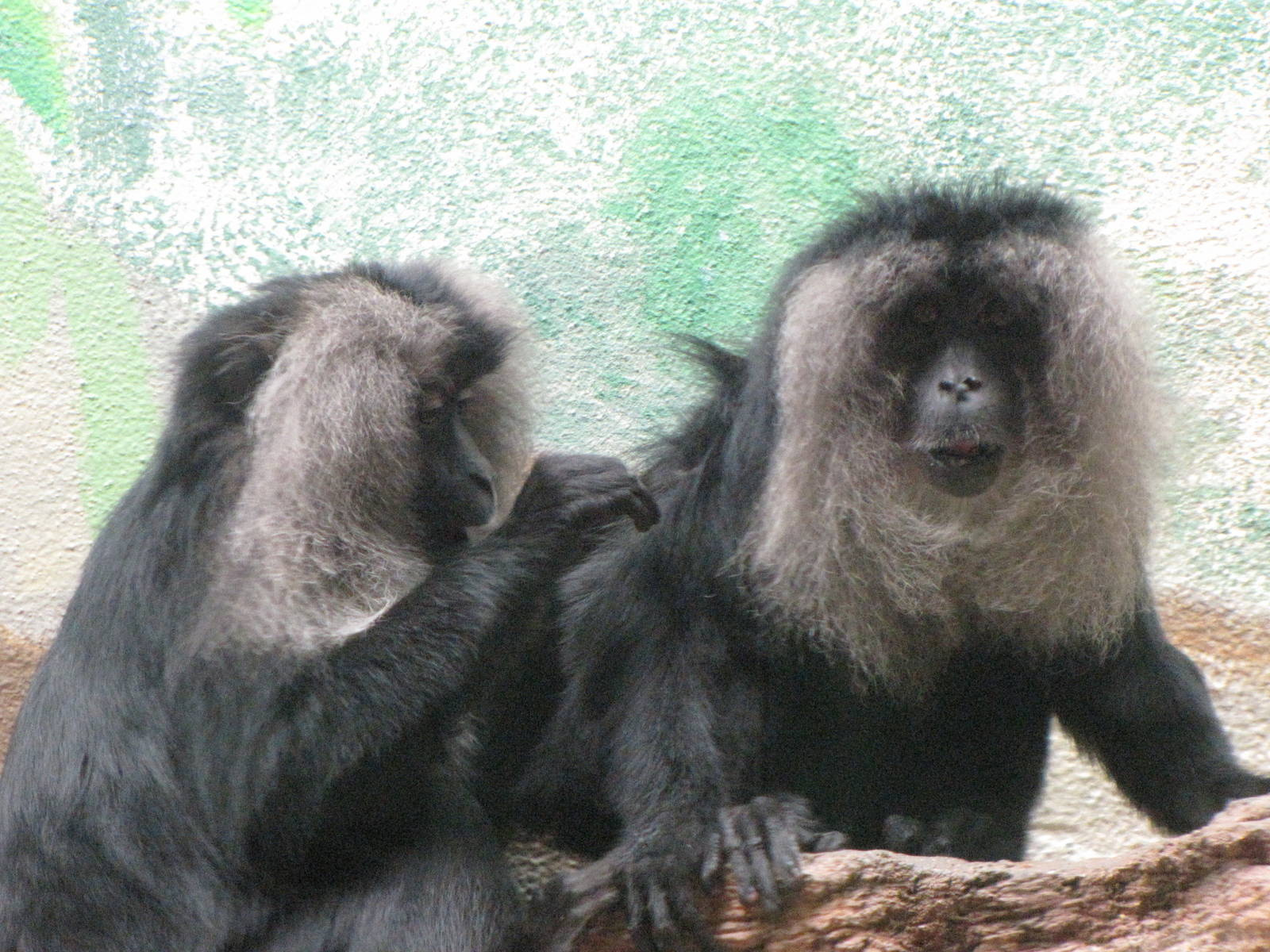 Lion-tailed Macaques