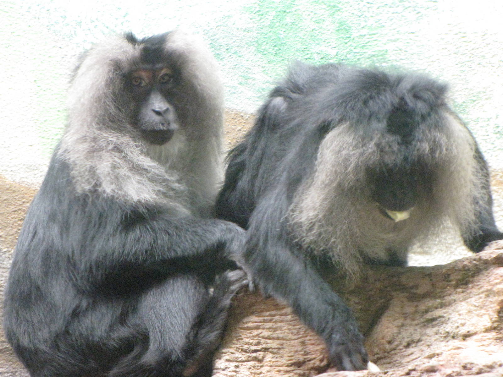 Lion-tailed Macaques