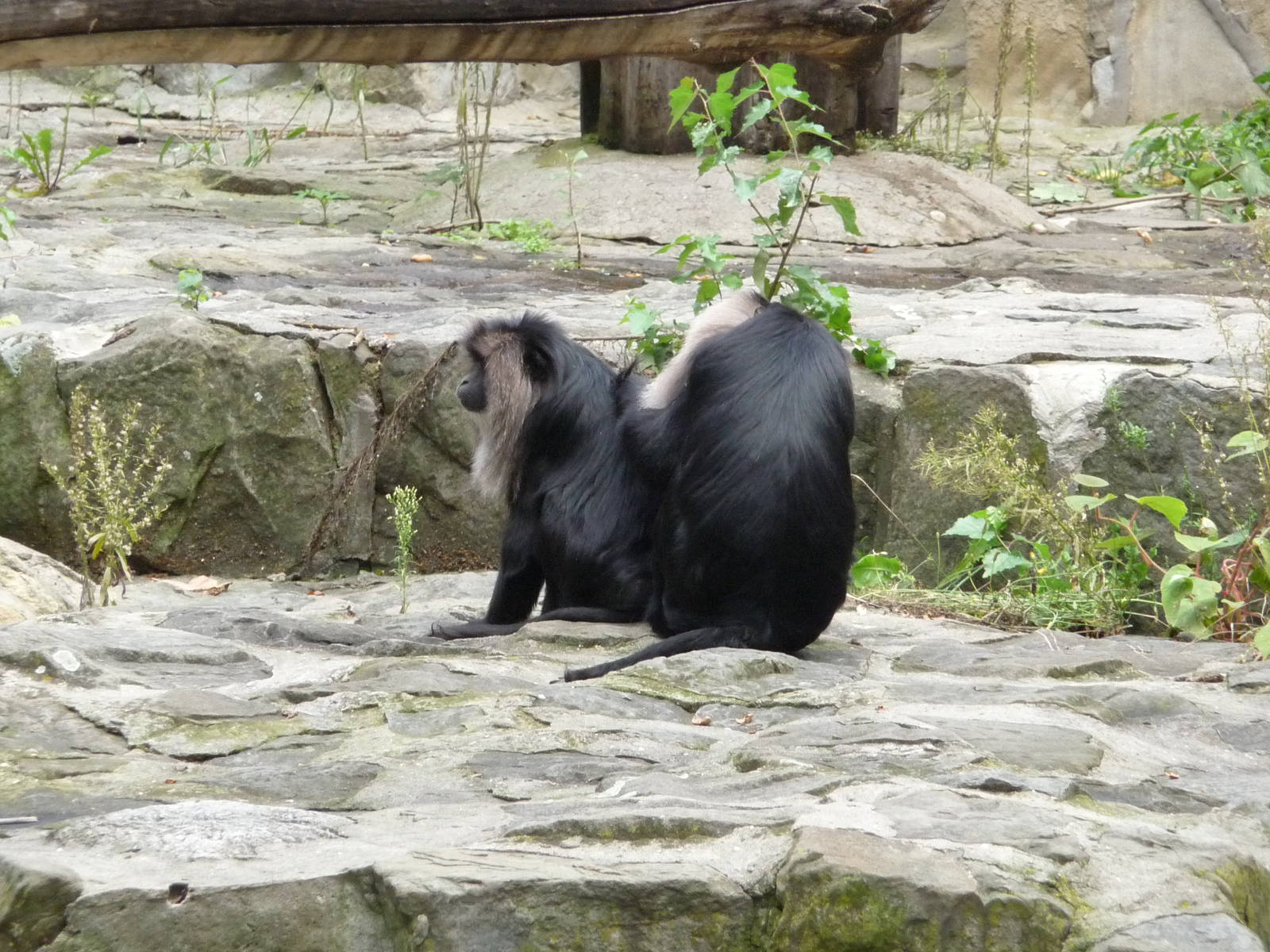 Lion-tailed Macaques