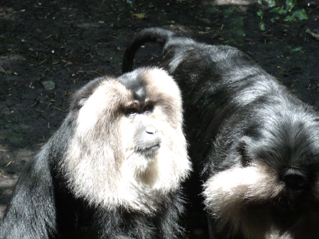 Lion-Tailed Macaques