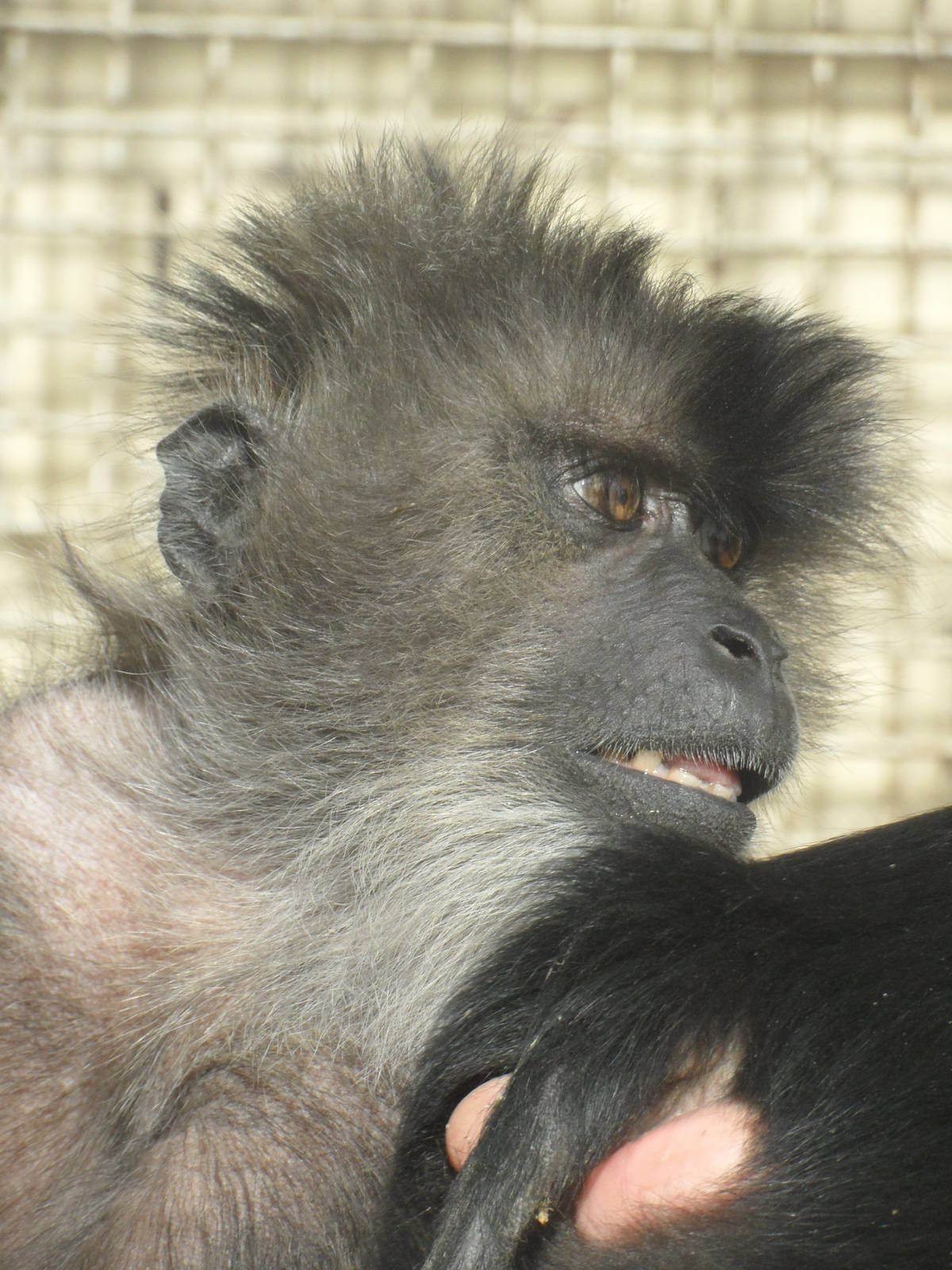 Lion-tailed macaques