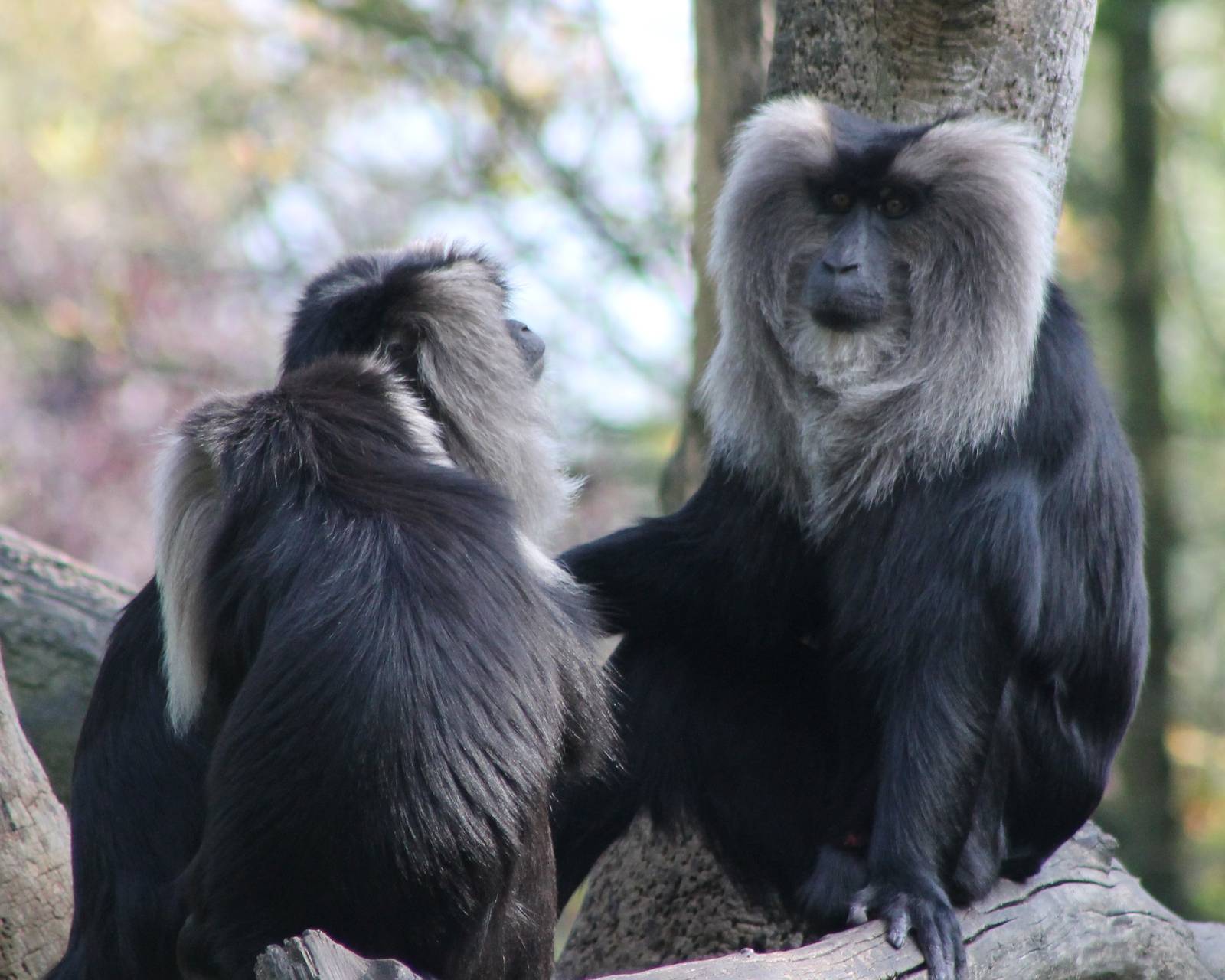 Lion-tailed macaques