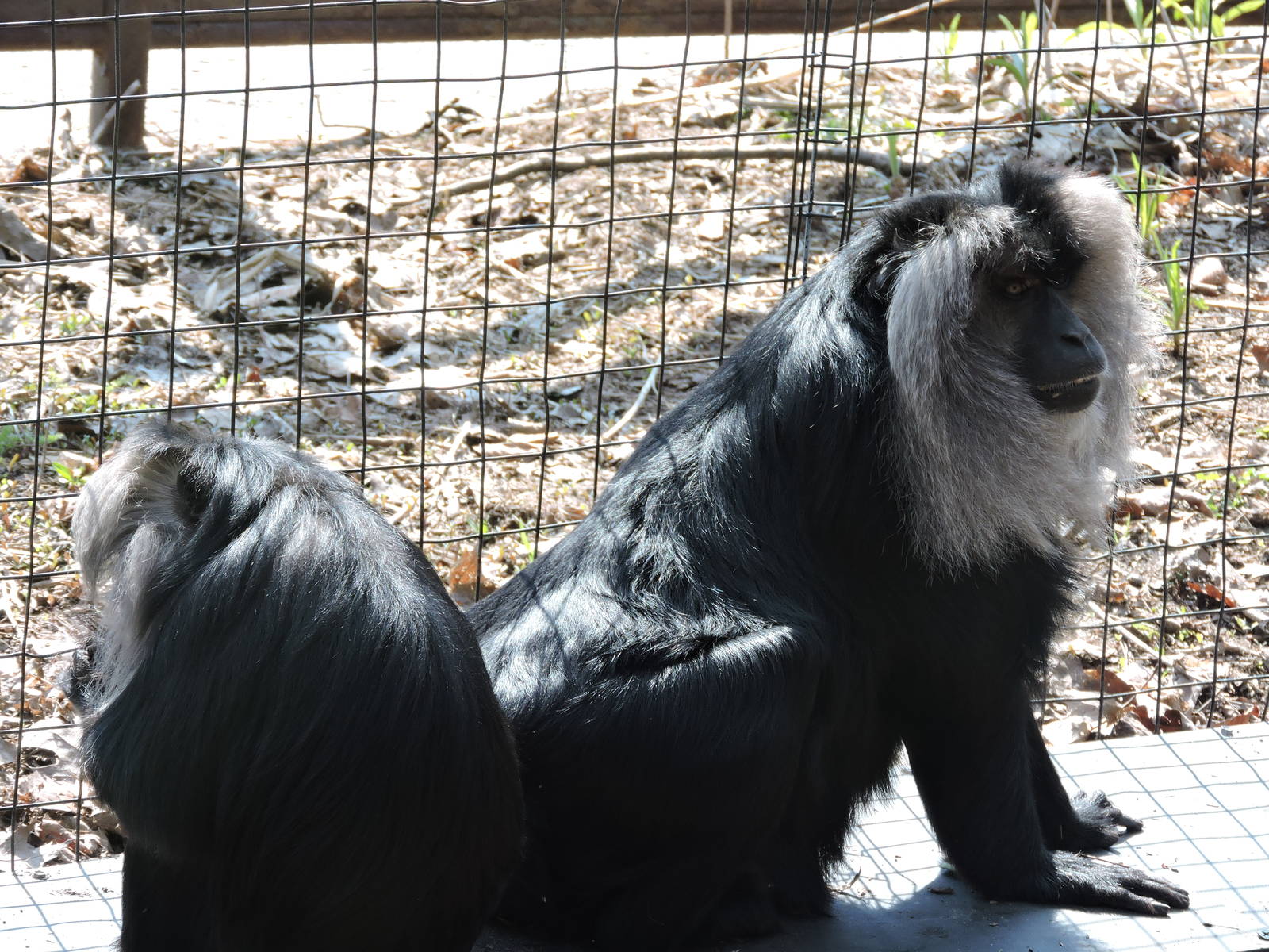 Lion Tailed Macaques