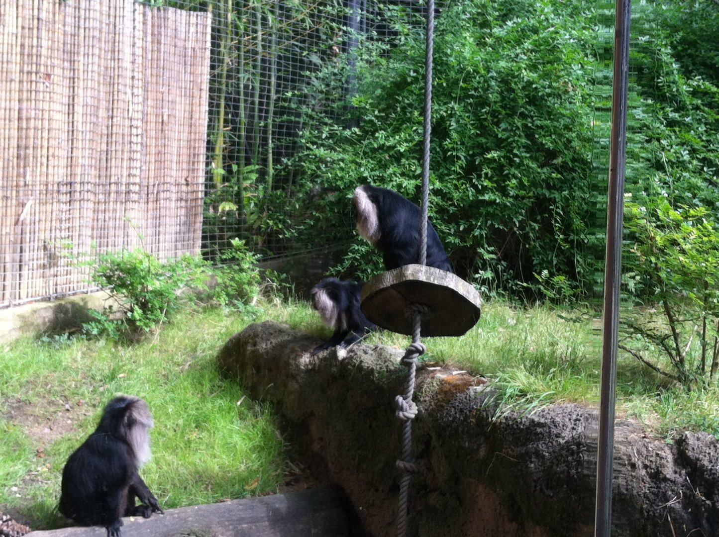 Lion-Tailed Macaques